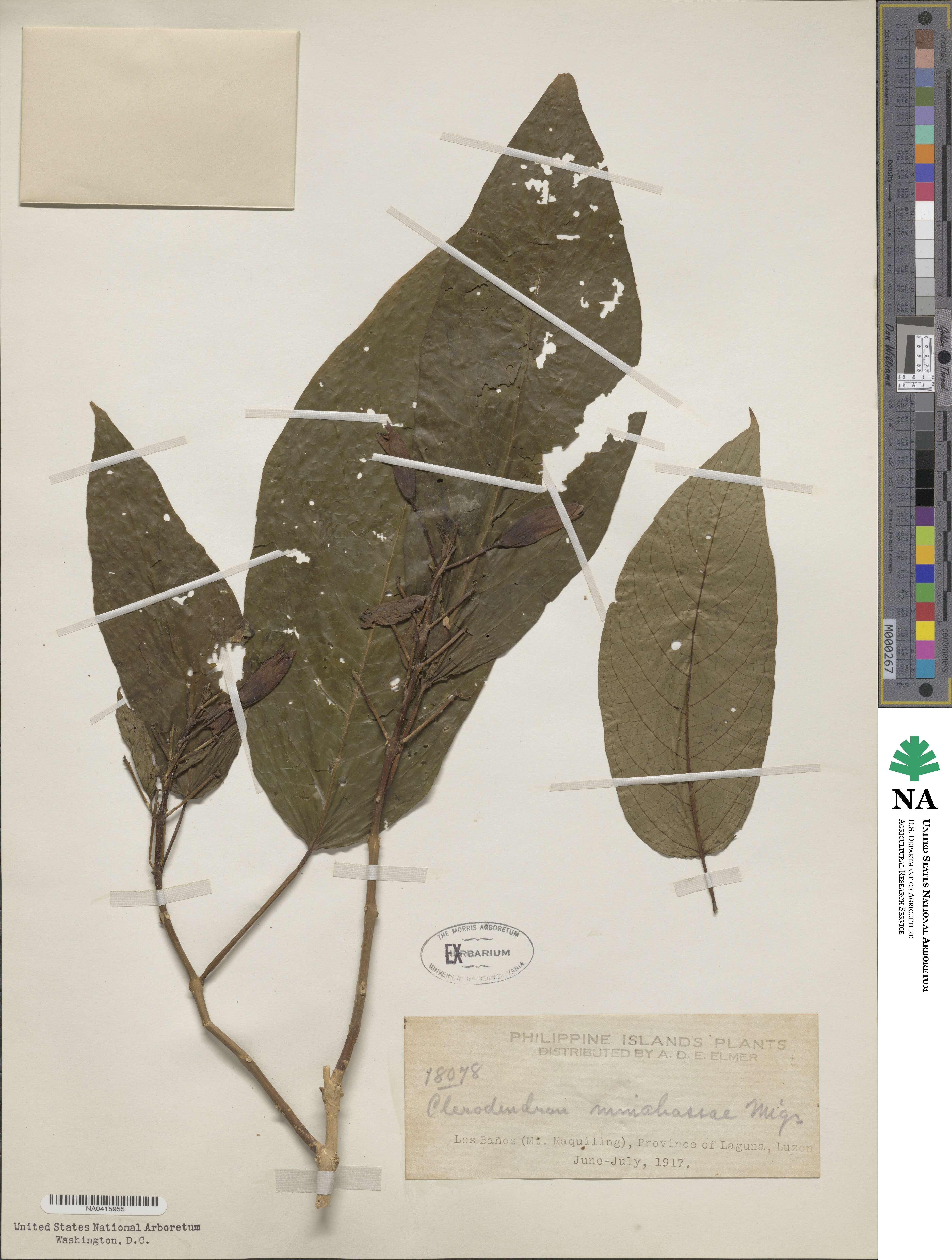 Clerodendrum minahassae image