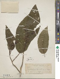 Clerodendrum minahassae image