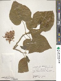 Clerodendrum speciosissimum image