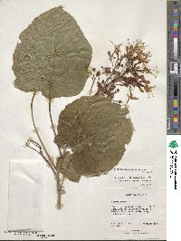 Clerodendrum speciosissimum image