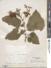 Clerodendrum speciosissimum image