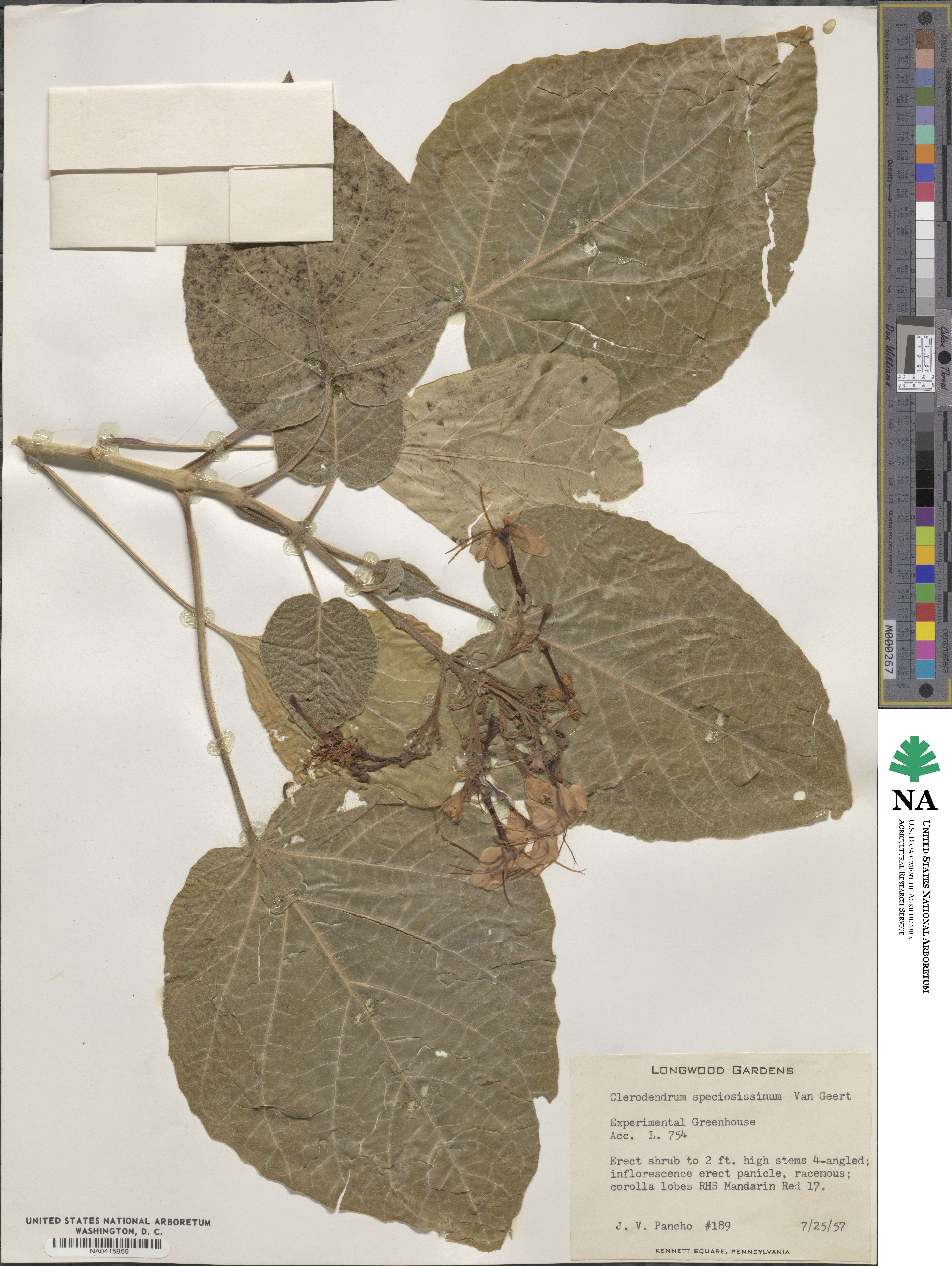 Clerodendrum speciosissimum image