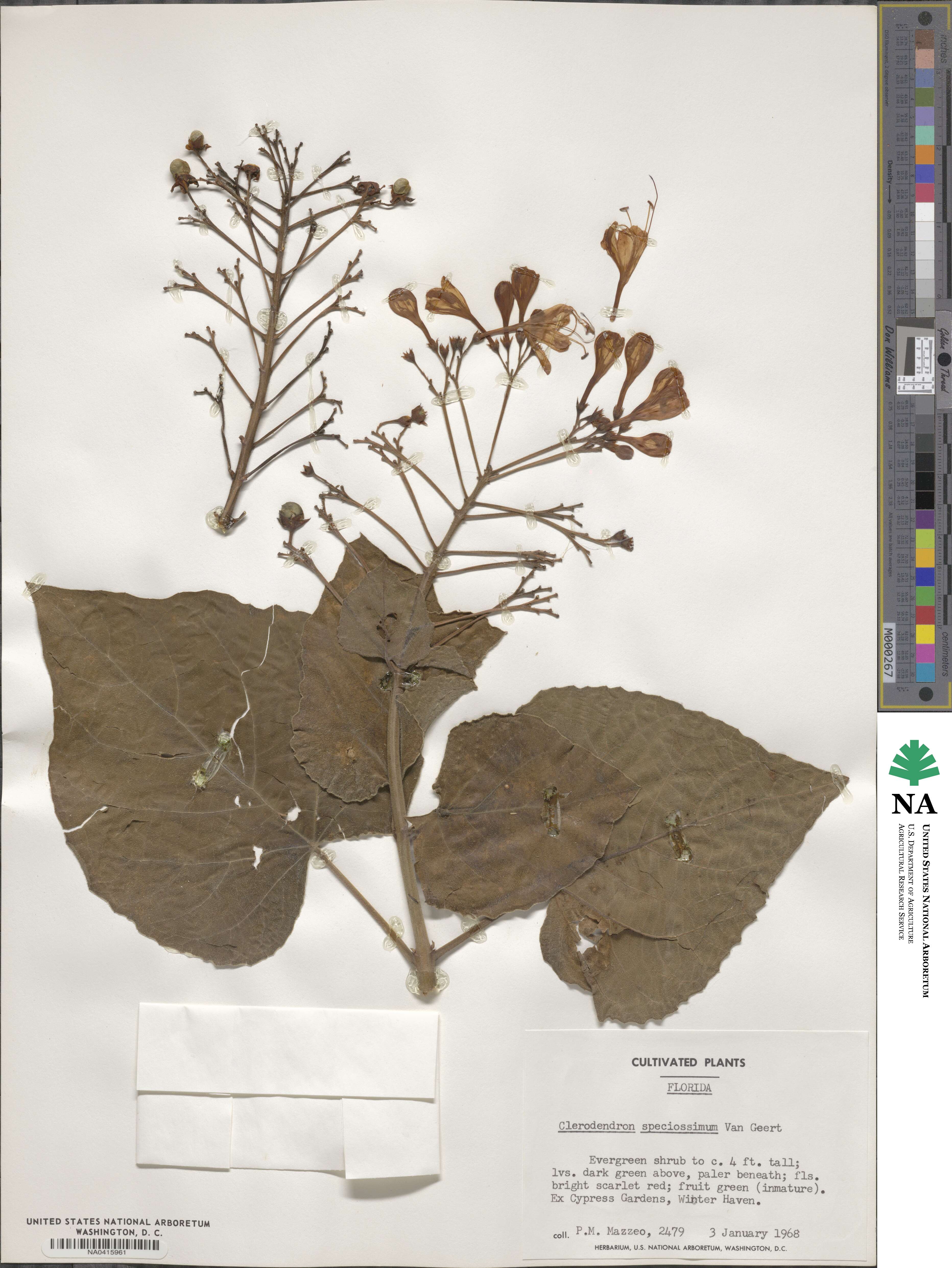Clerodendrum speciosissimum image