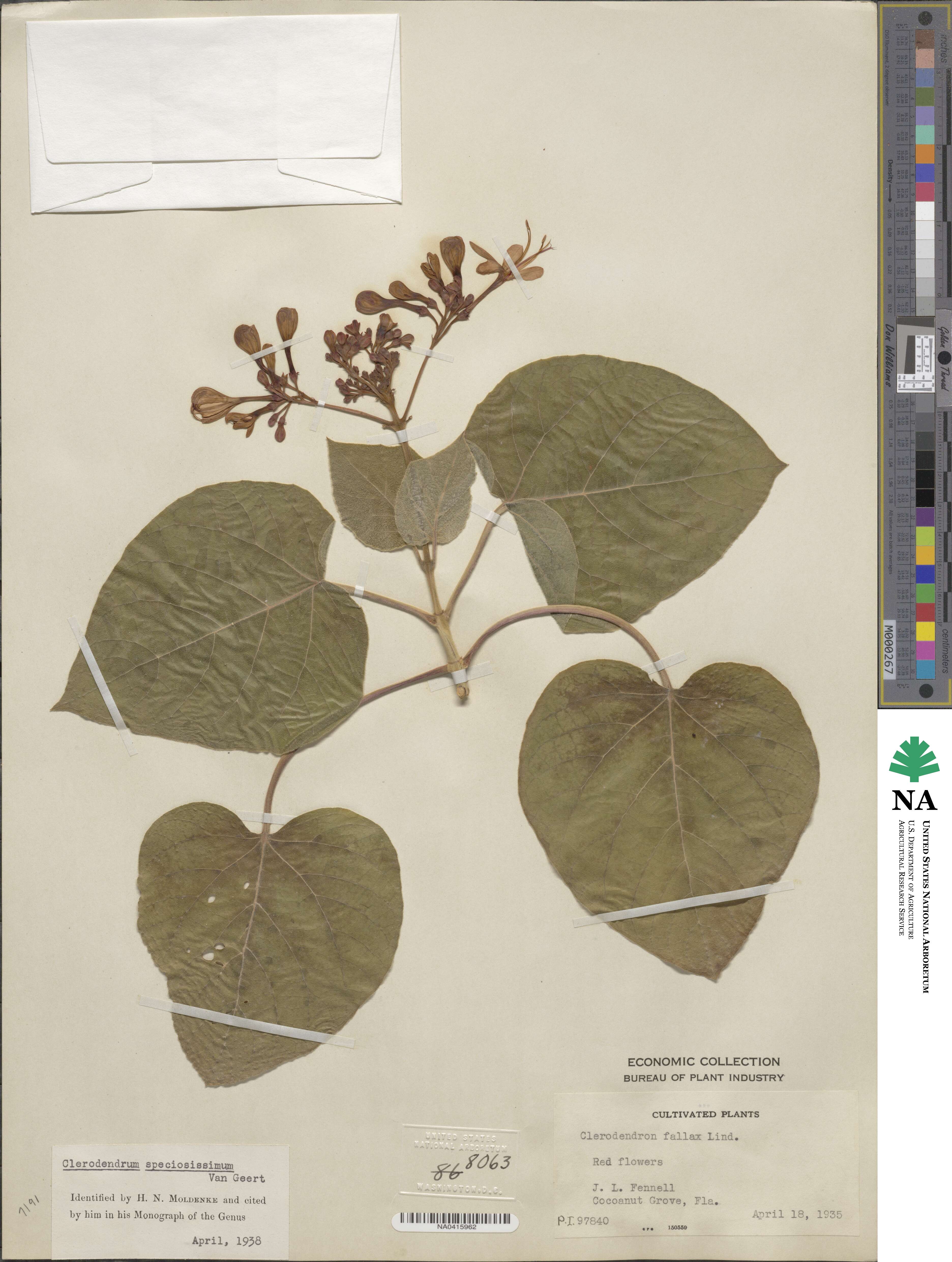 Clerodendrum speciosissimum image