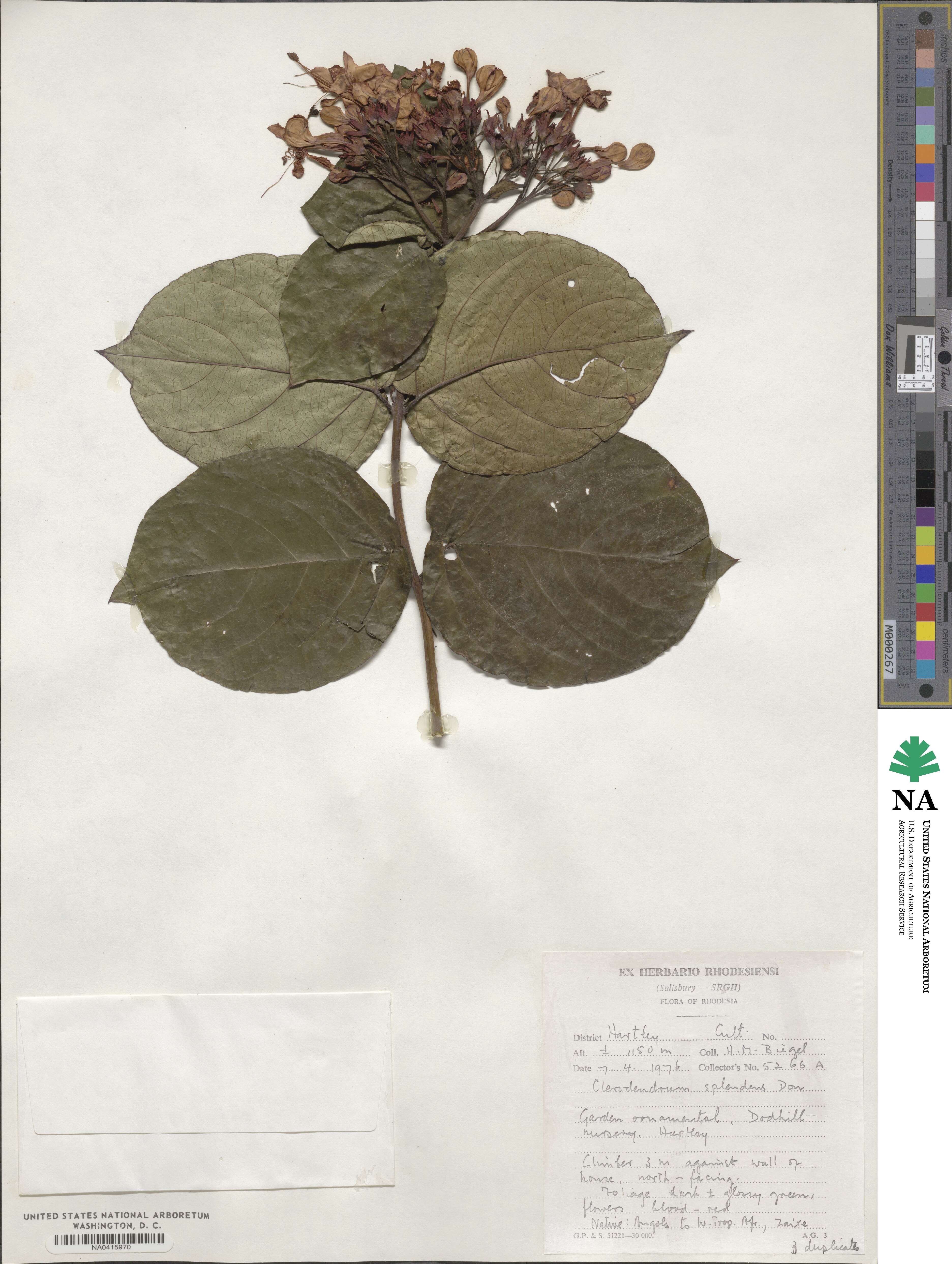 Clerodendrum splendens image