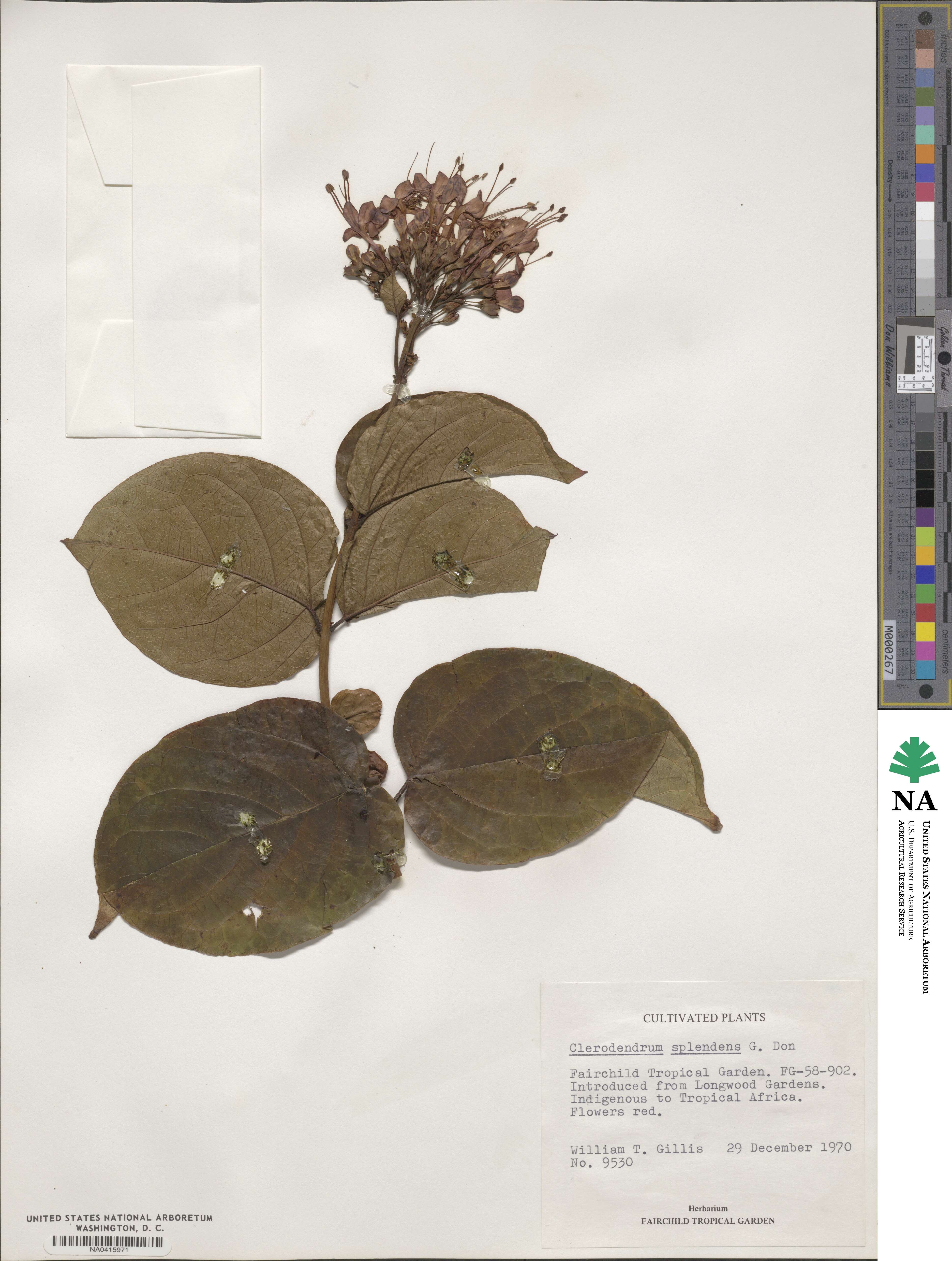 Clerodendrum splendens image