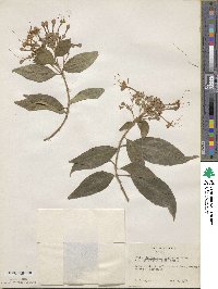 Clerodendrum tomentosum image