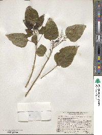 Clerodendrum trichotomum image