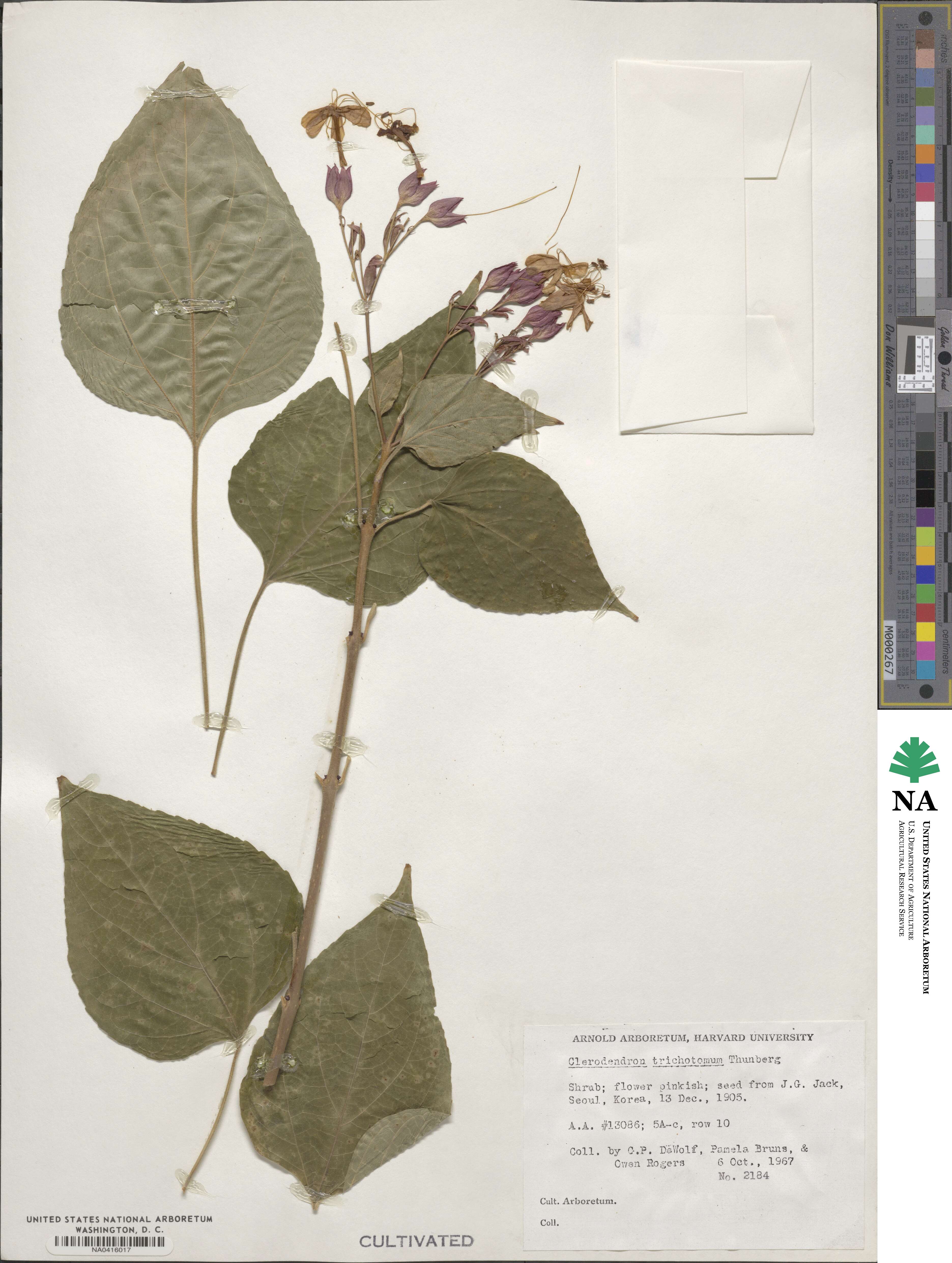 Clerodendrum trichotomum image