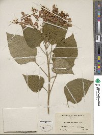 Clerodendrum trichotomum image