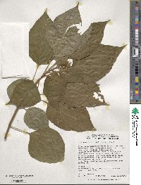 Clerodendrum trichotomum image