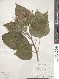 Clerodendrum trichotomum image