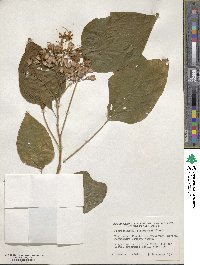 Clerodendrum trichotomum image