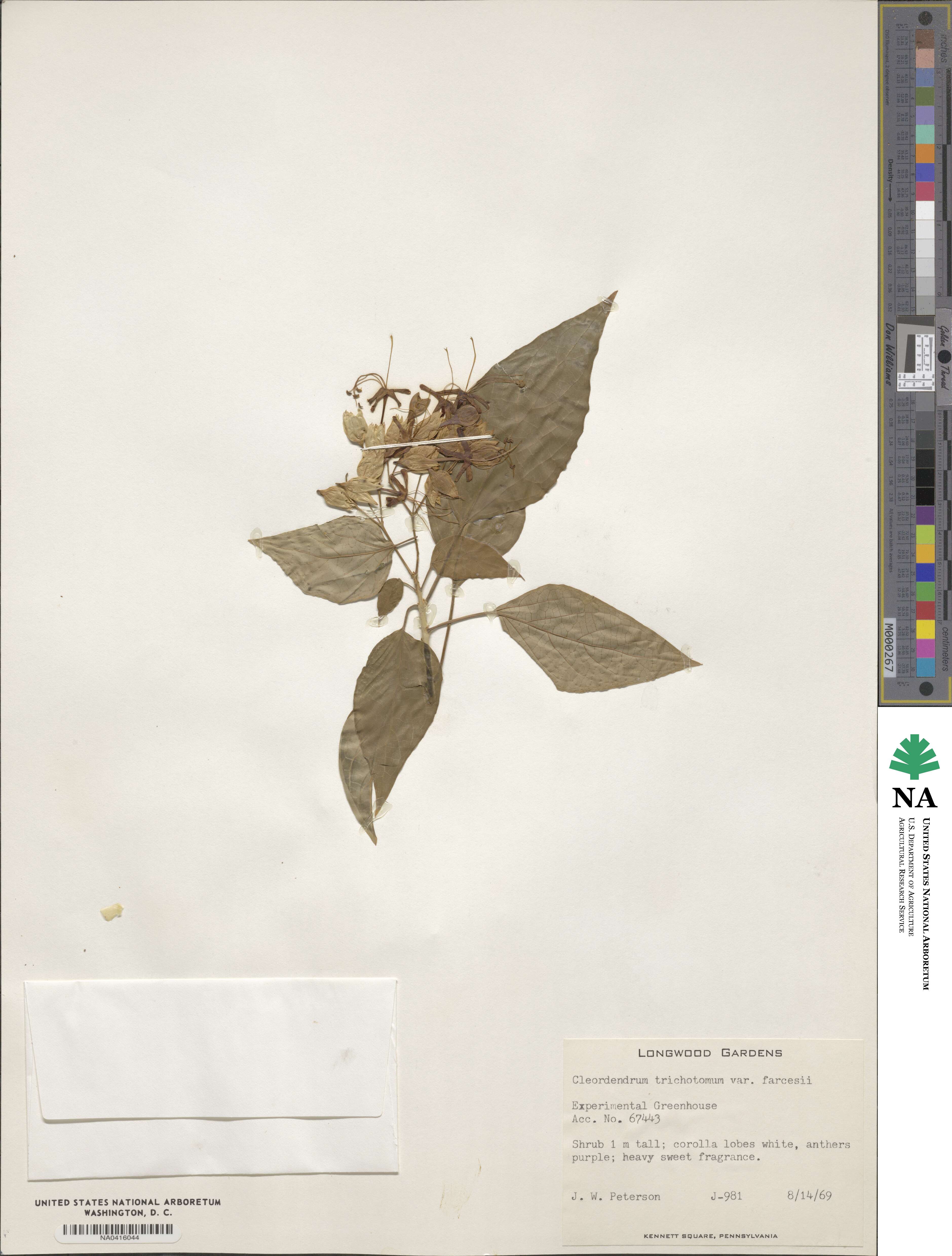 Clerodendrum trichotomum image