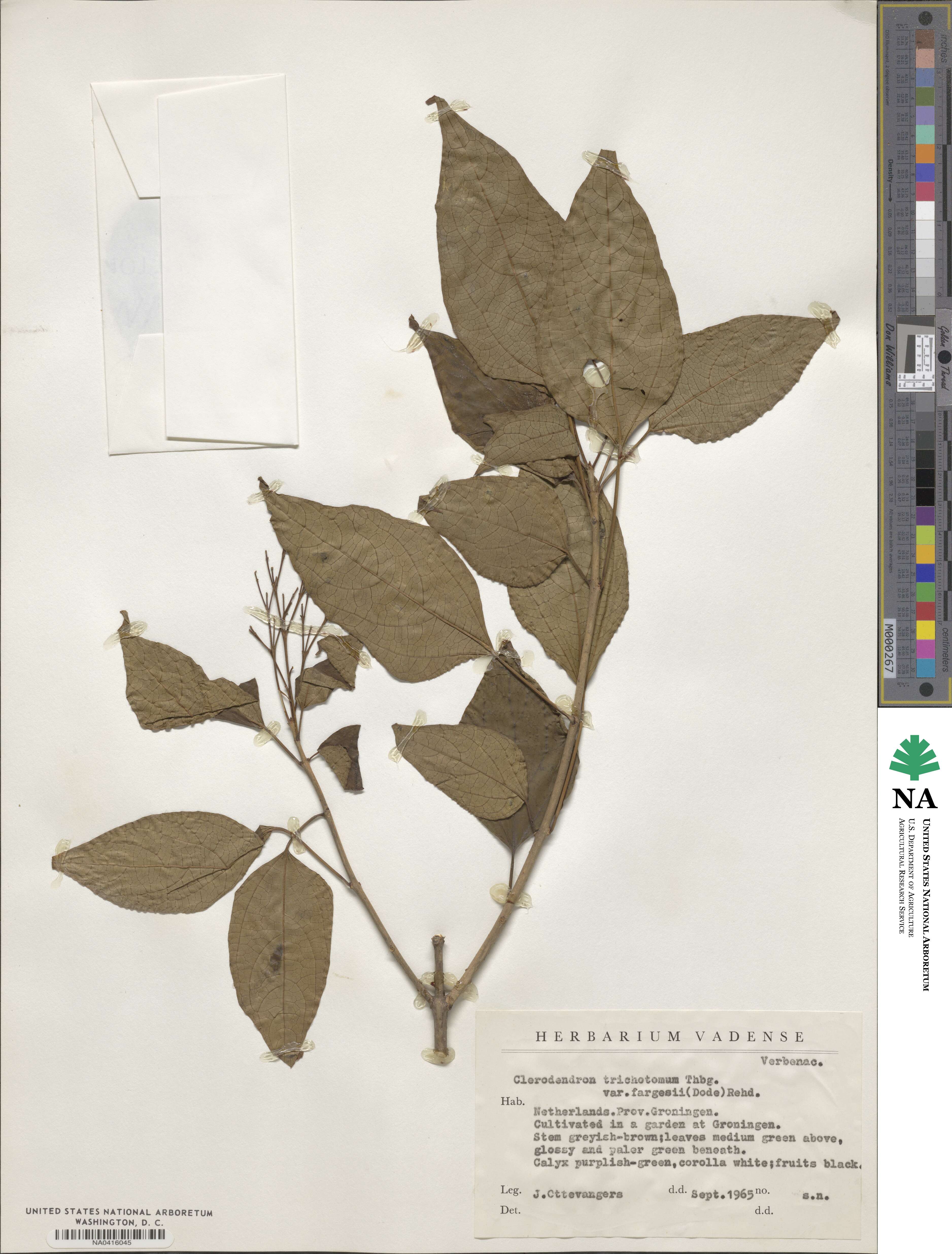 Clerodendrum trichotomum image