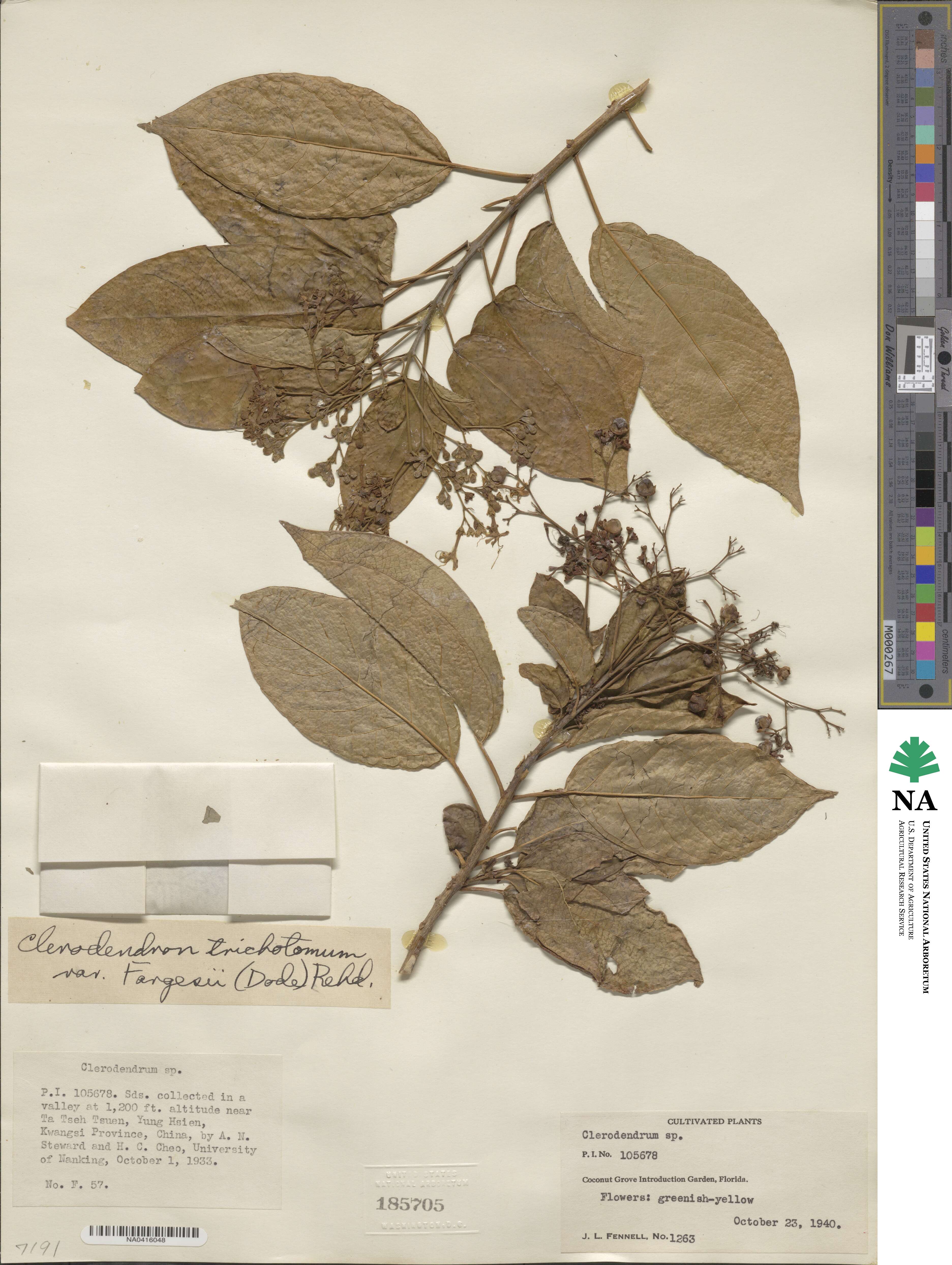 Clerodendrum trichotomum image