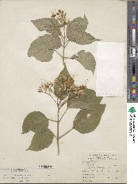 Clerodendrum trichotomum image