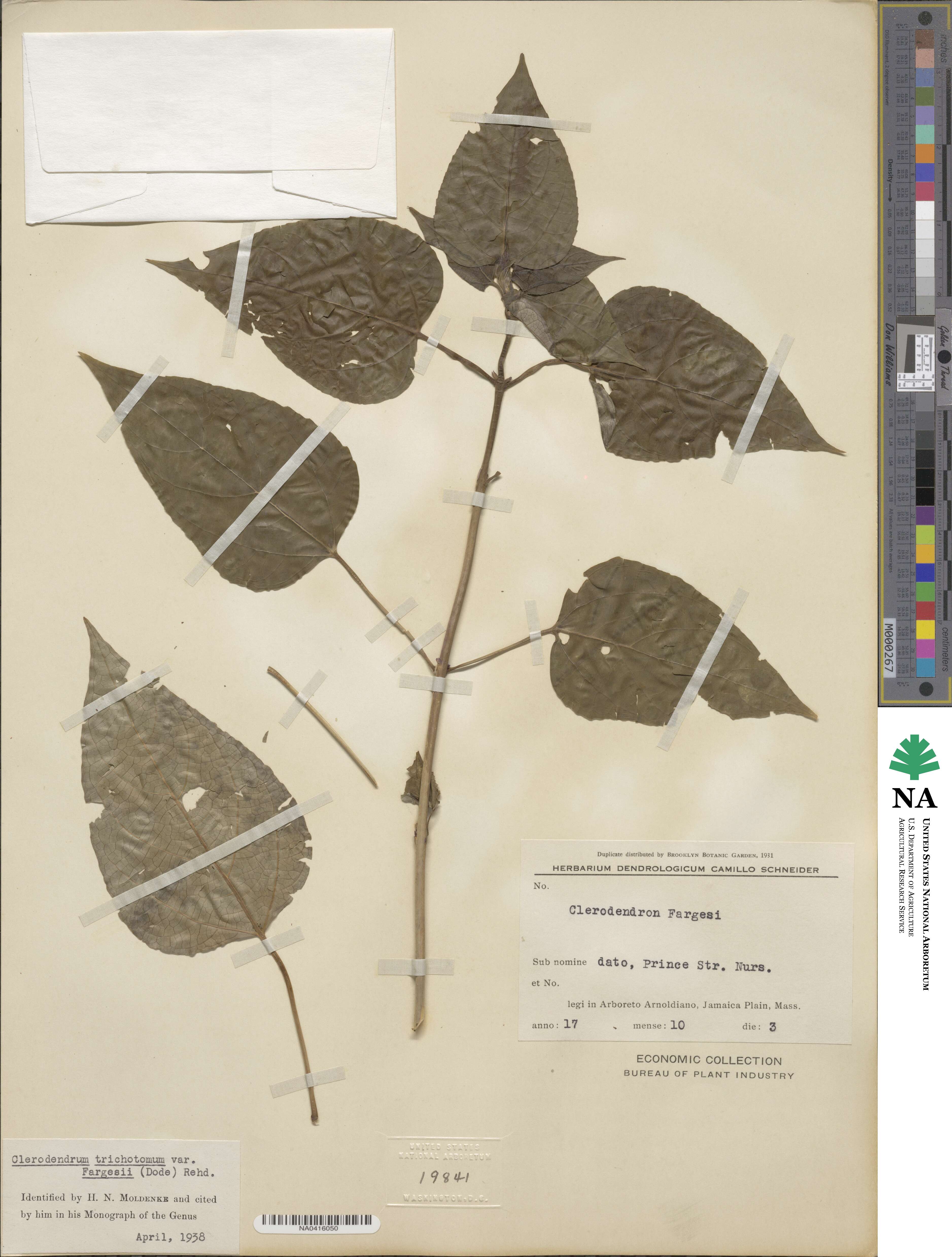 Clerodendrum trichotomum image