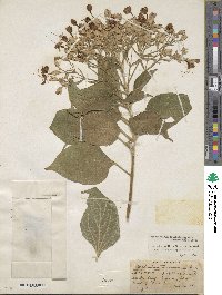 Clerodendrum trichotomum image