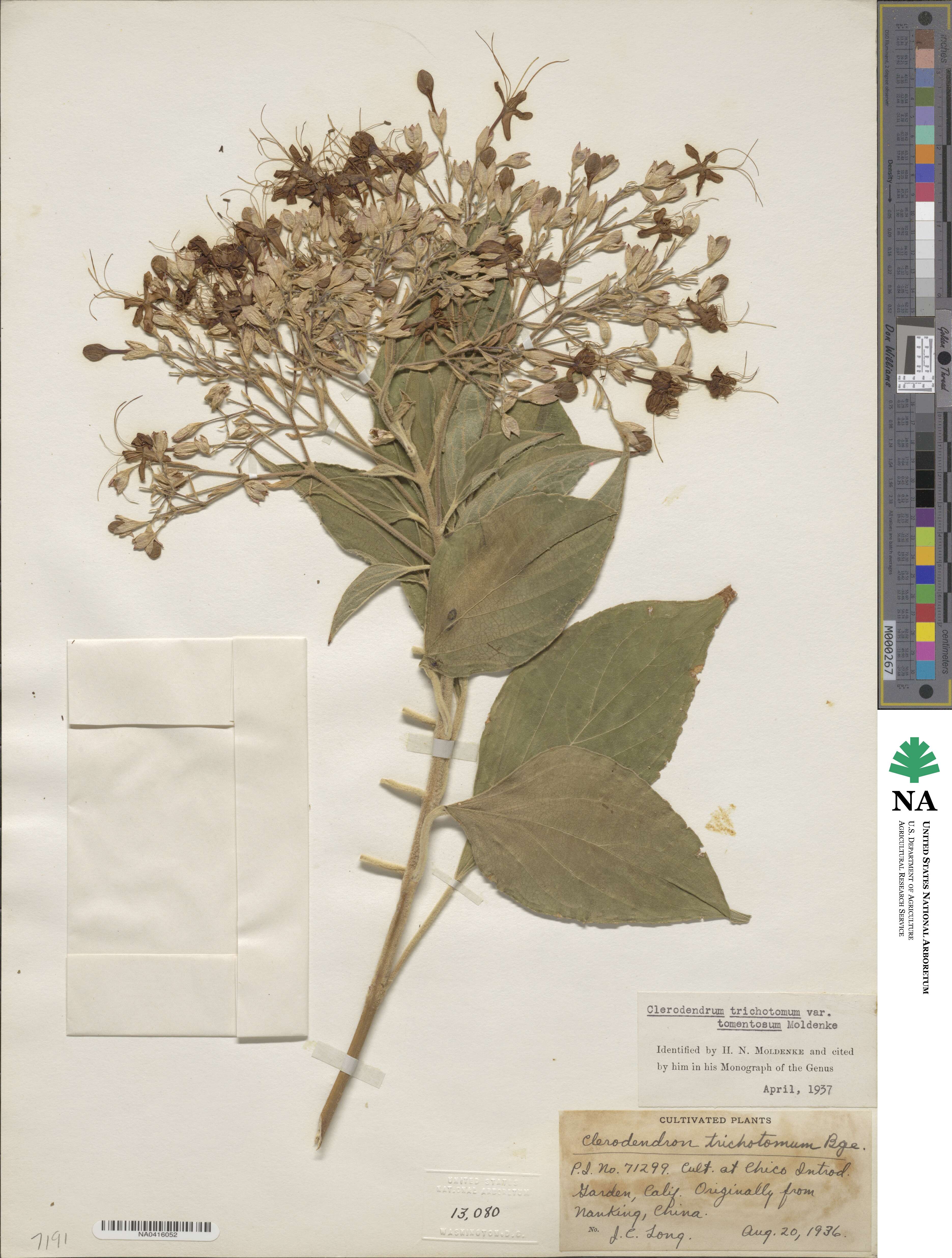 Clerodendrum trichotomum image