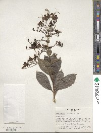 Rotheca myricoides subsp. myricoides image