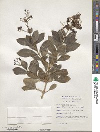 Rotheca myricoides subsp. myricoides image