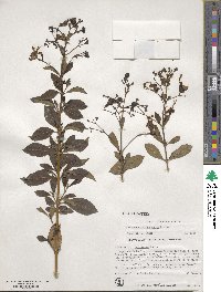 Rotheca myricoides subsp. myricoides image