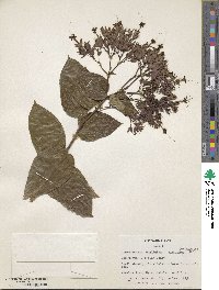 Clerodendrum umbellatum image