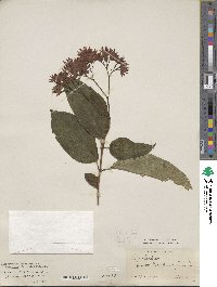 Clerodendrum umbellatum image