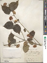 Holmskioldia sanguinea image