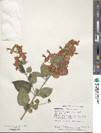 Holmskioldia sanguinea image