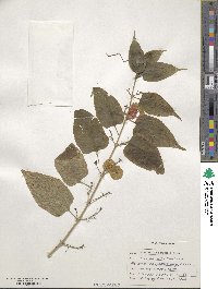 Holmskioldia sanguinea image