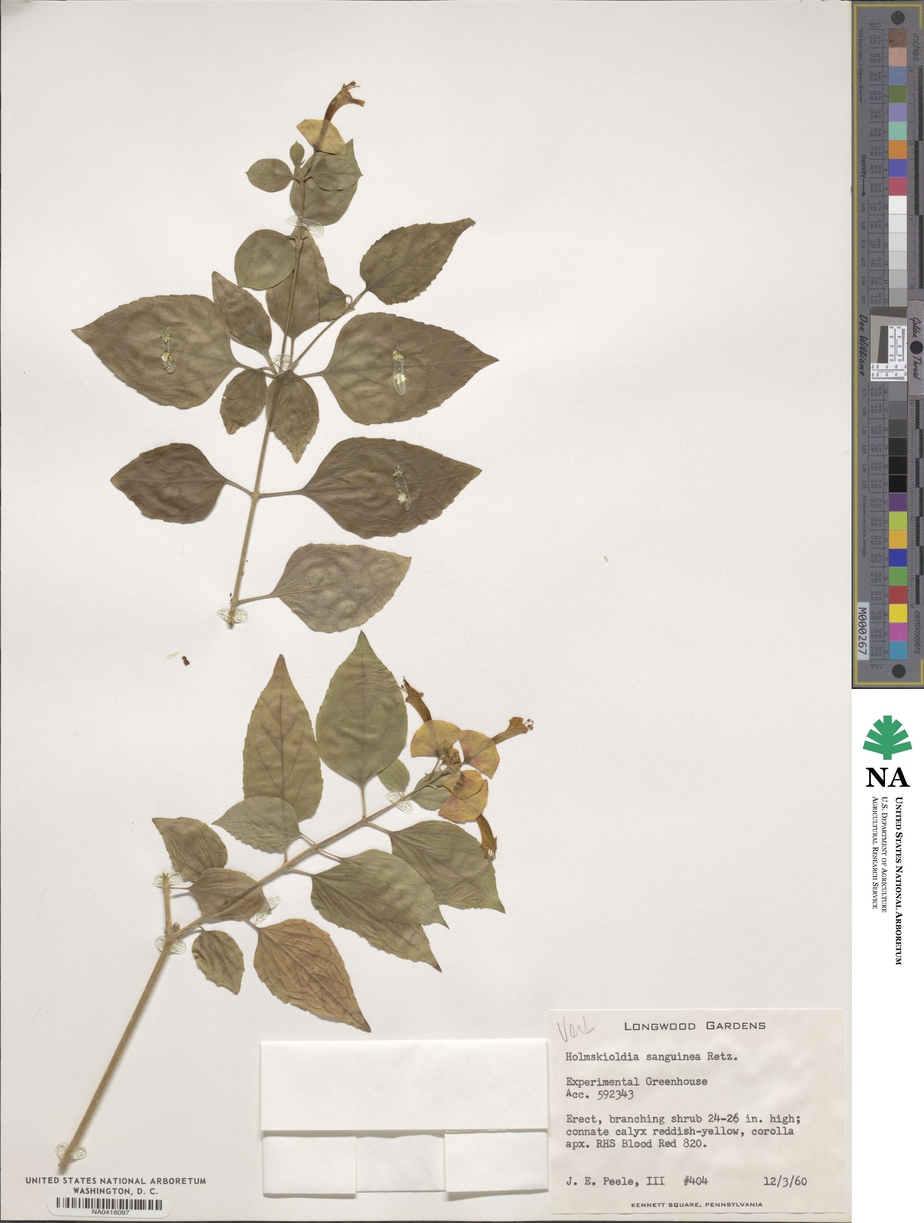 Holmskioldia sanguinea image