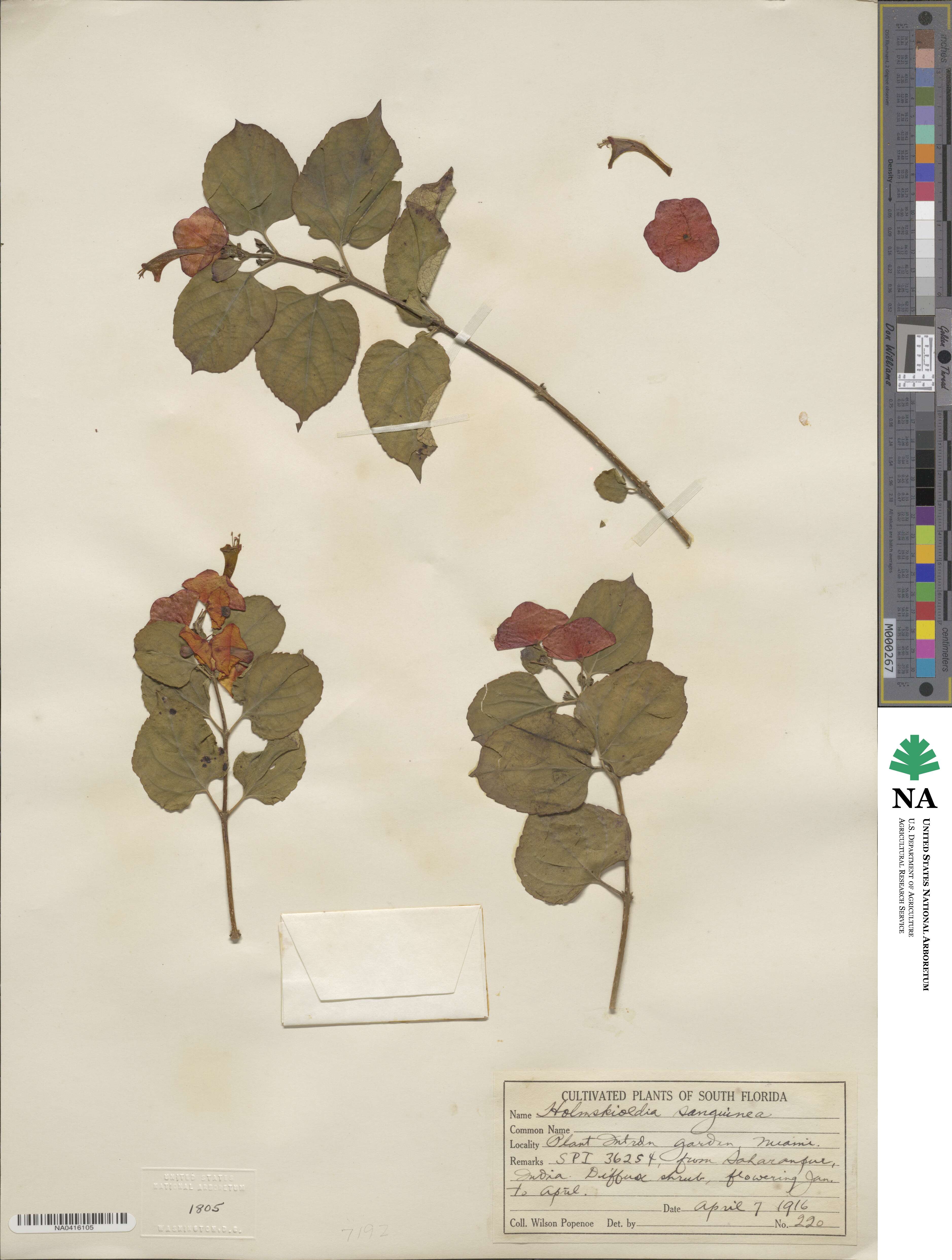 Holmskioldia sanguinea image