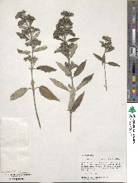 Caryopteris incana image