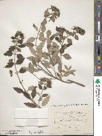 Caryopteris tangutica image