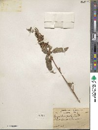 Pseudocaryopteris foetida image