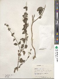 Caryopteris incana image