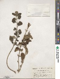 Caryopteris incana image