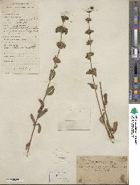 Caryopteris incana image