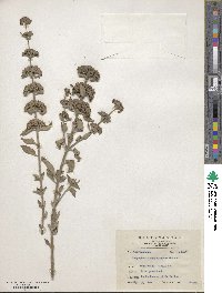 Caryopteris mastachanthus image