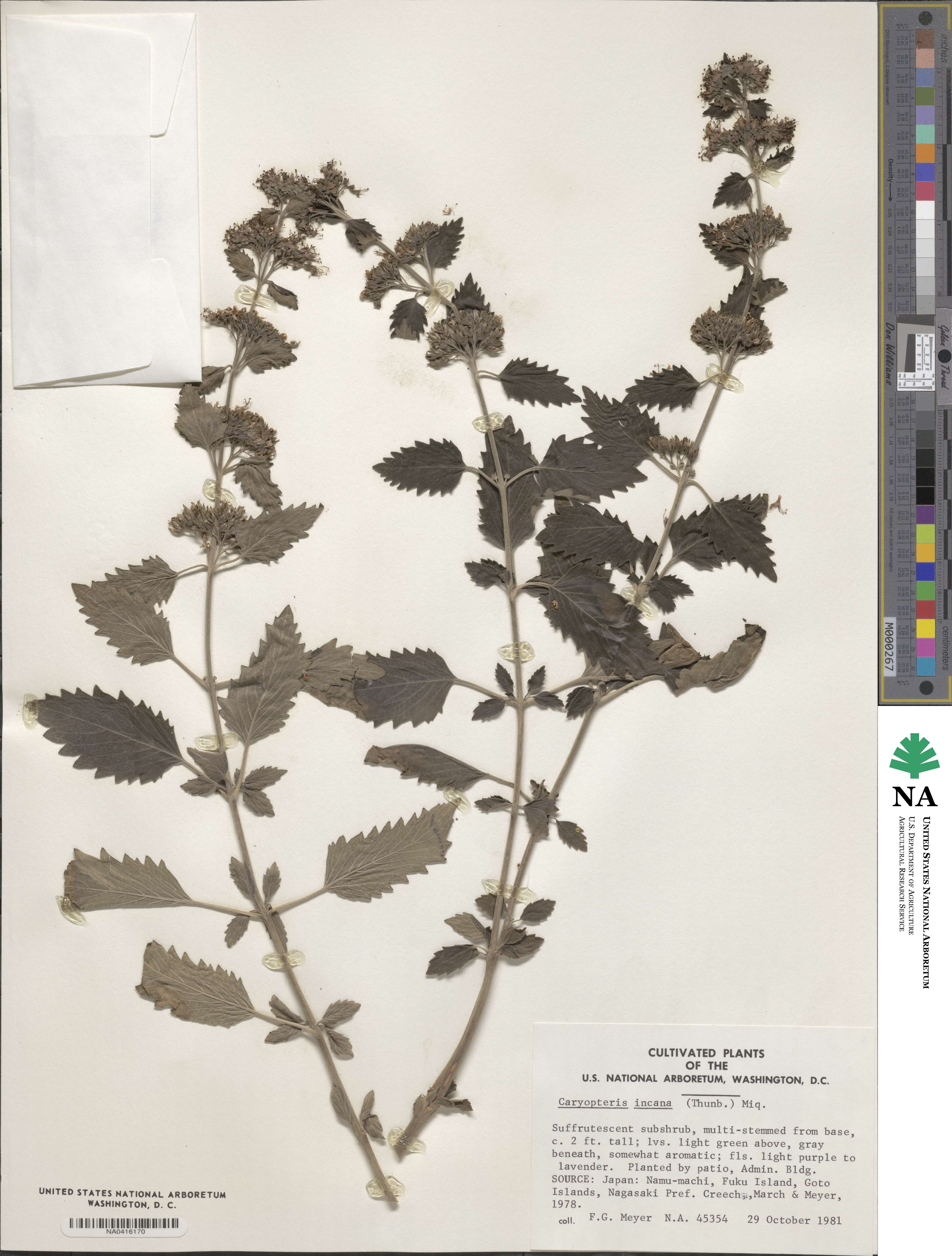 Caryopteris incana image