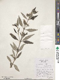 Caryopteris incana image