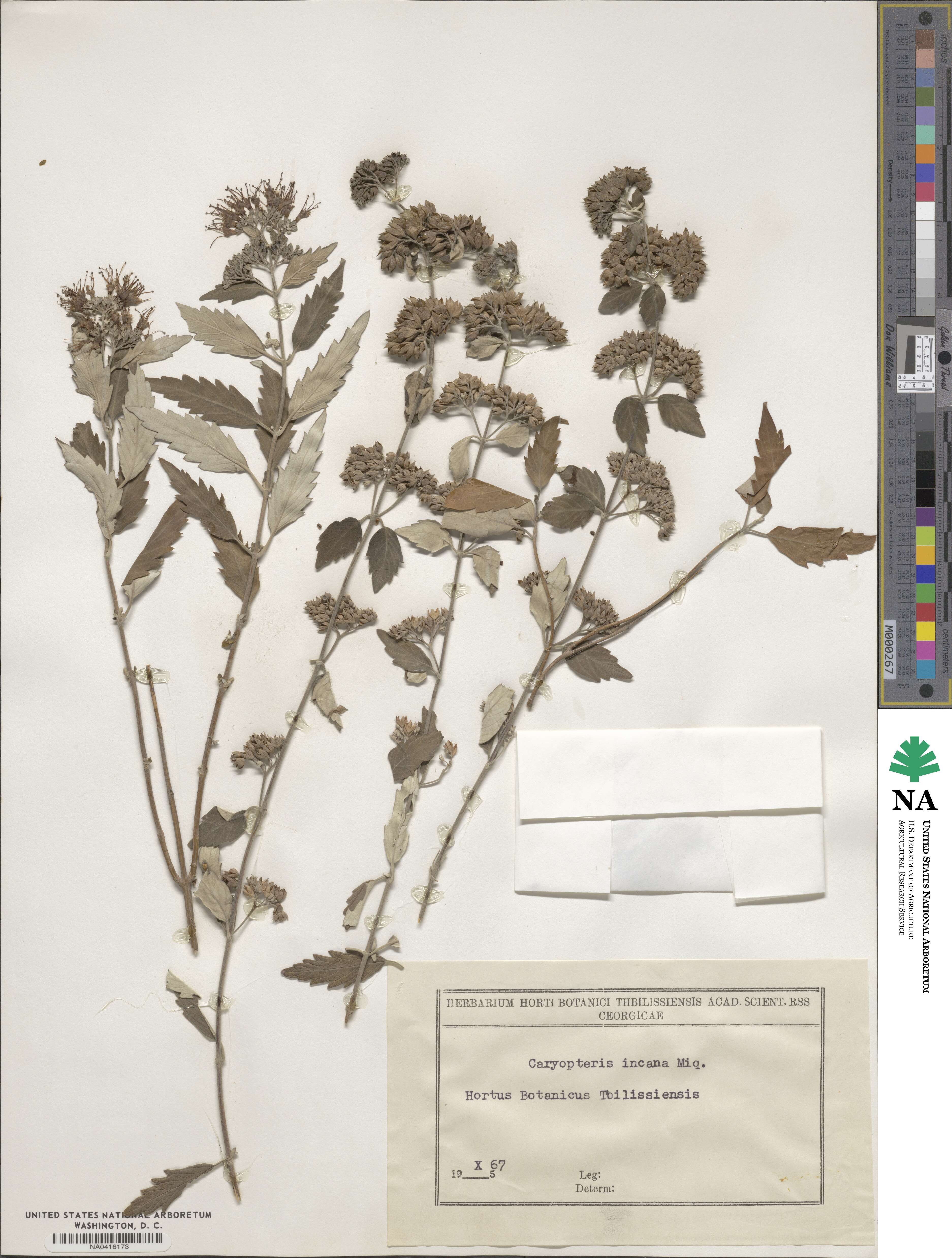 Caryopteris incana image
