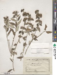 Caryopteris incana image