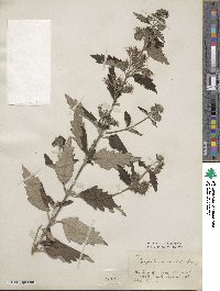 Caryopteris incana image