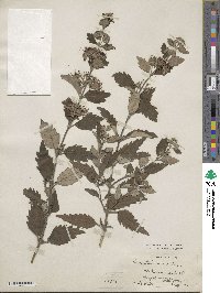 Caryopteris incana image