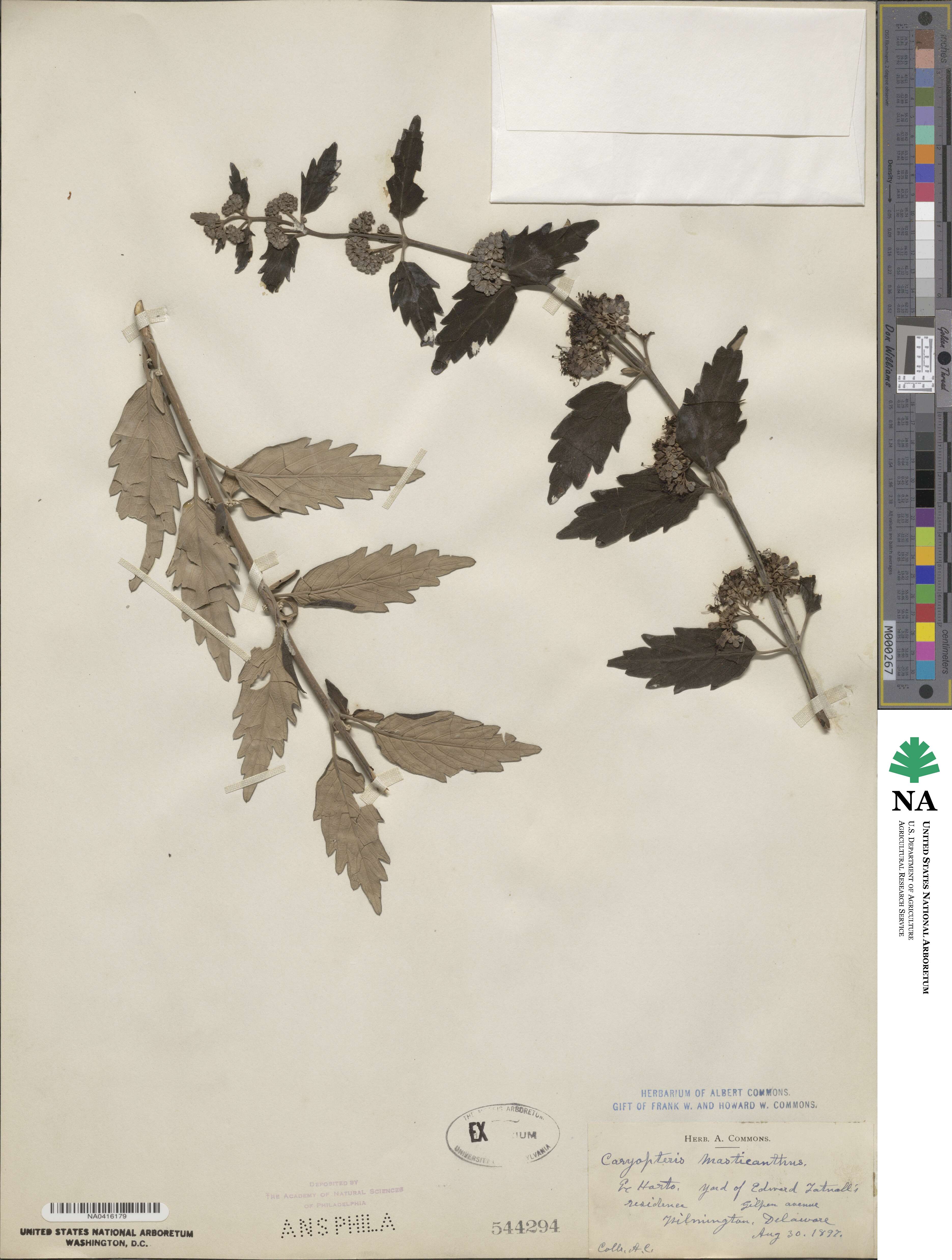 Caryopteris incana var. incana image