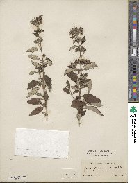 Caryopteris incana var. incana image