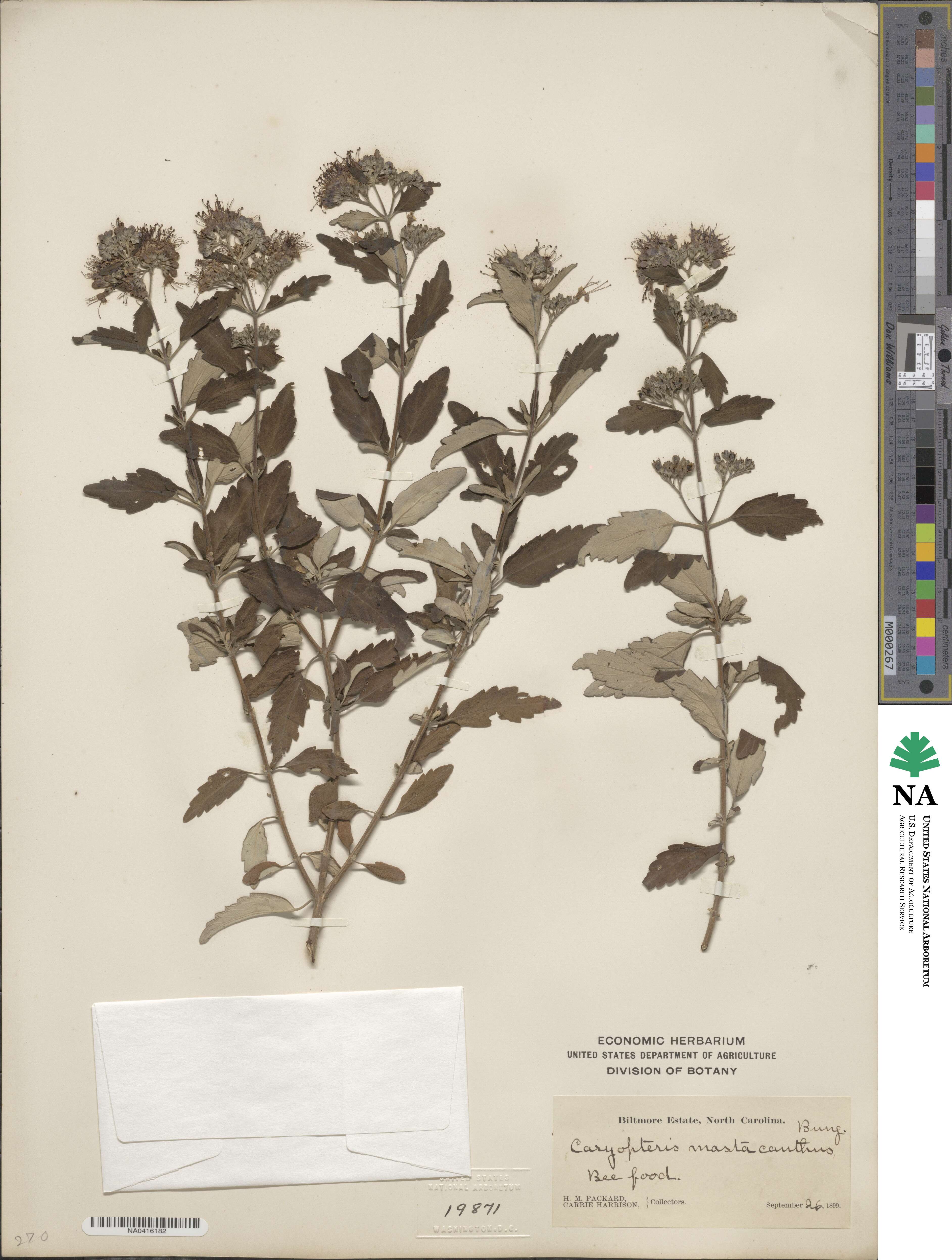 Caryopteris incana var. incana image